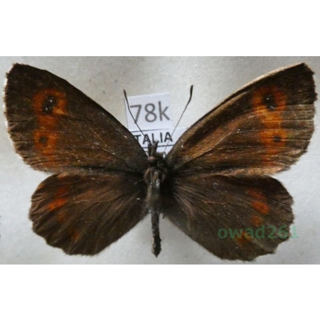 Erebia ligea (Linnaeus, 1758) male Górówka boruta Italy78k